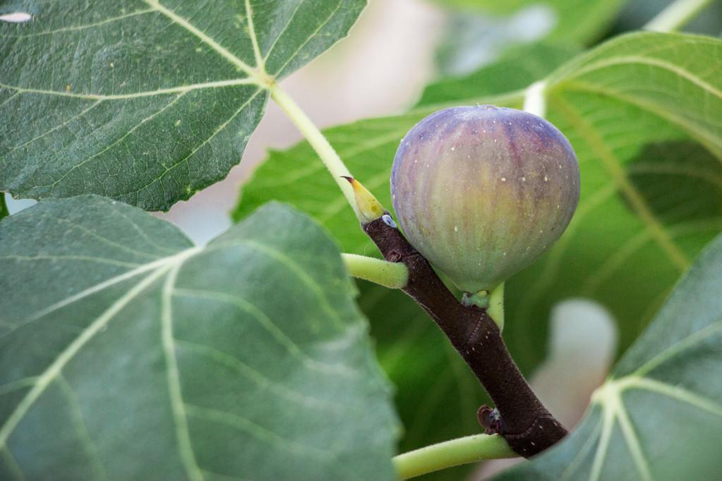 无花果的种植技术与栽培技术,无花果花盆里怎么培养?"