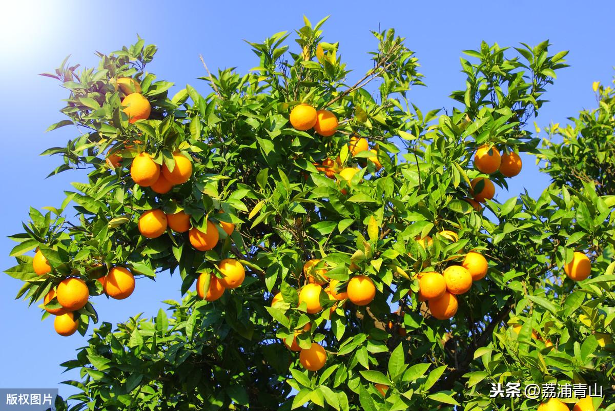 柑橘有機(jī)肥種植新手藝_冬天柑橘施羊糞的準(zhǔn)確辦法