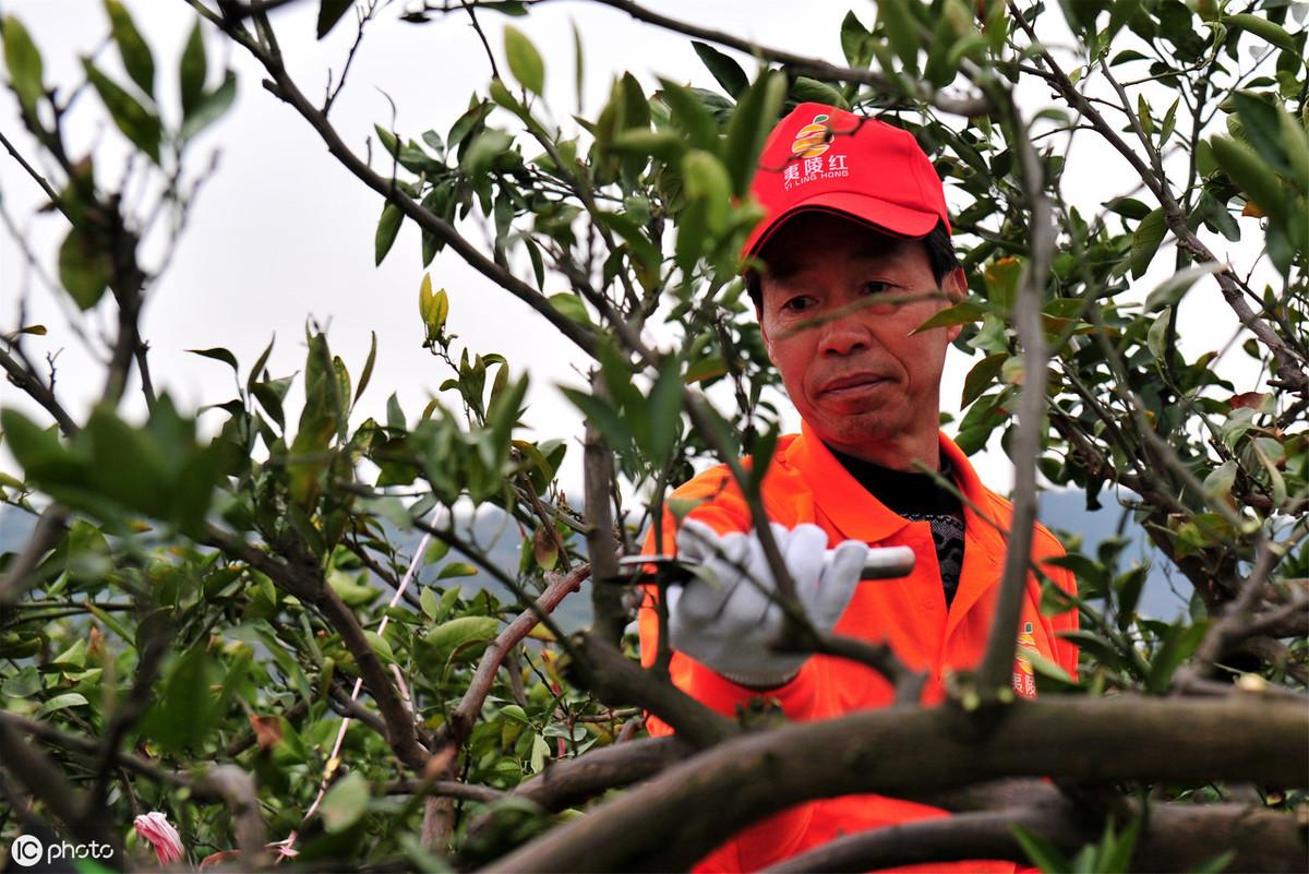 柑橘若何施肥防治病蟲(chóng)害_柑橘小樹(shù)也要補中微量元素嗎