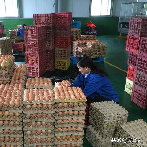 【河南今日鸡蛋价格】2025年4月14日河南鸡蛋价格是多少