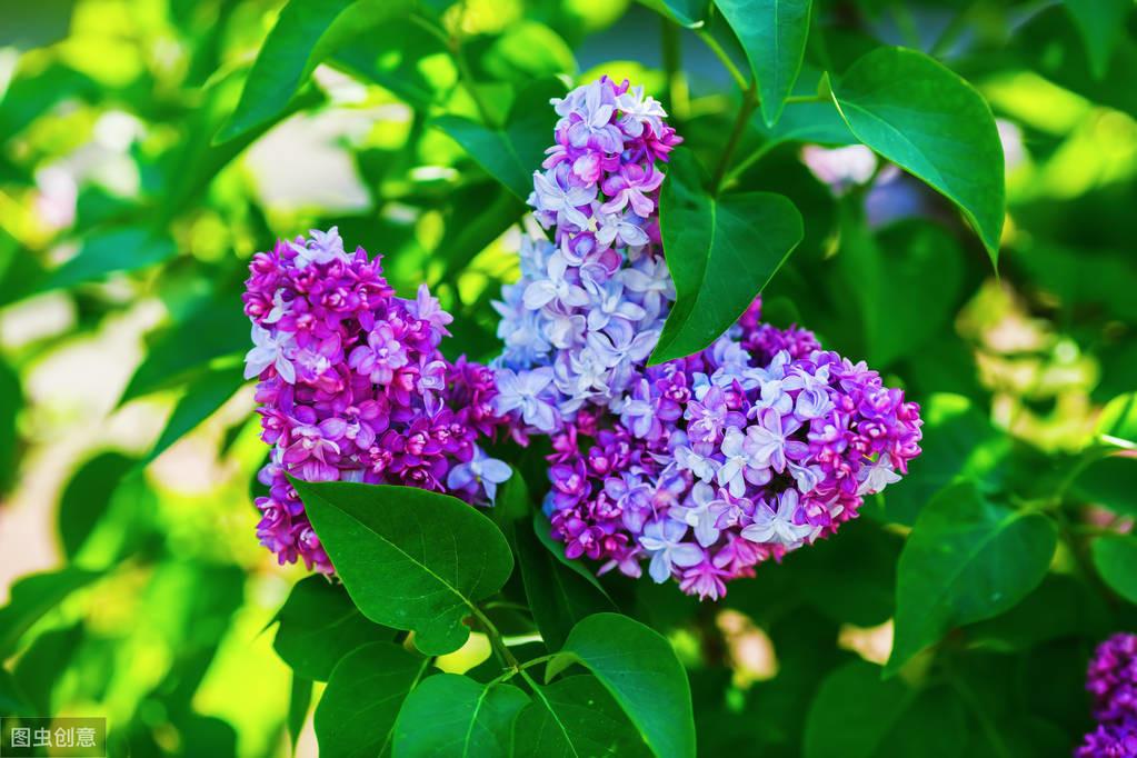 丁香花能盆栽吗,养铃兰的十大禁忌?