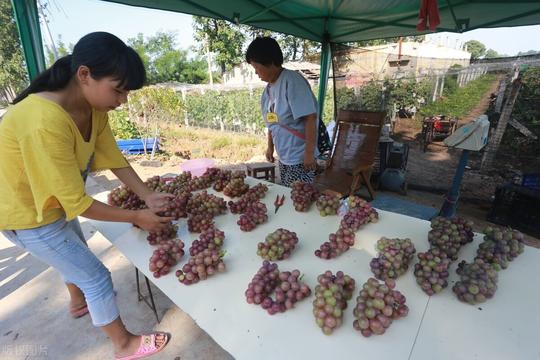 适合农村创业的小生意，实打实的月入万元