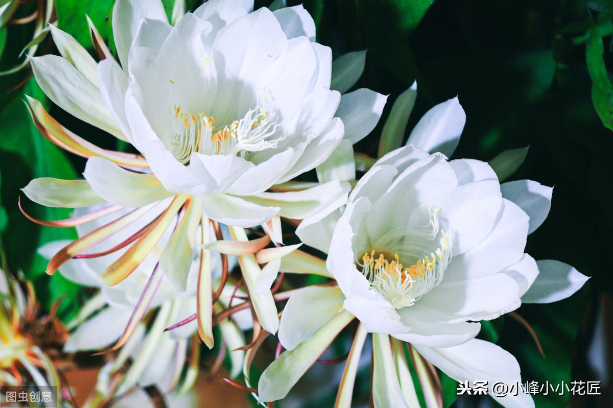 新鲜昙花怎么吃最好,可食用的植物?