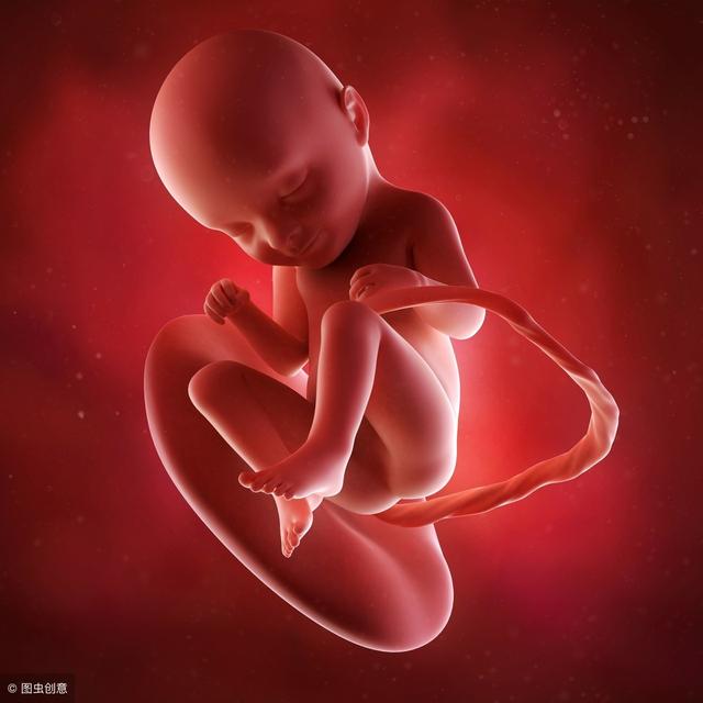 33周胎儿发育标准