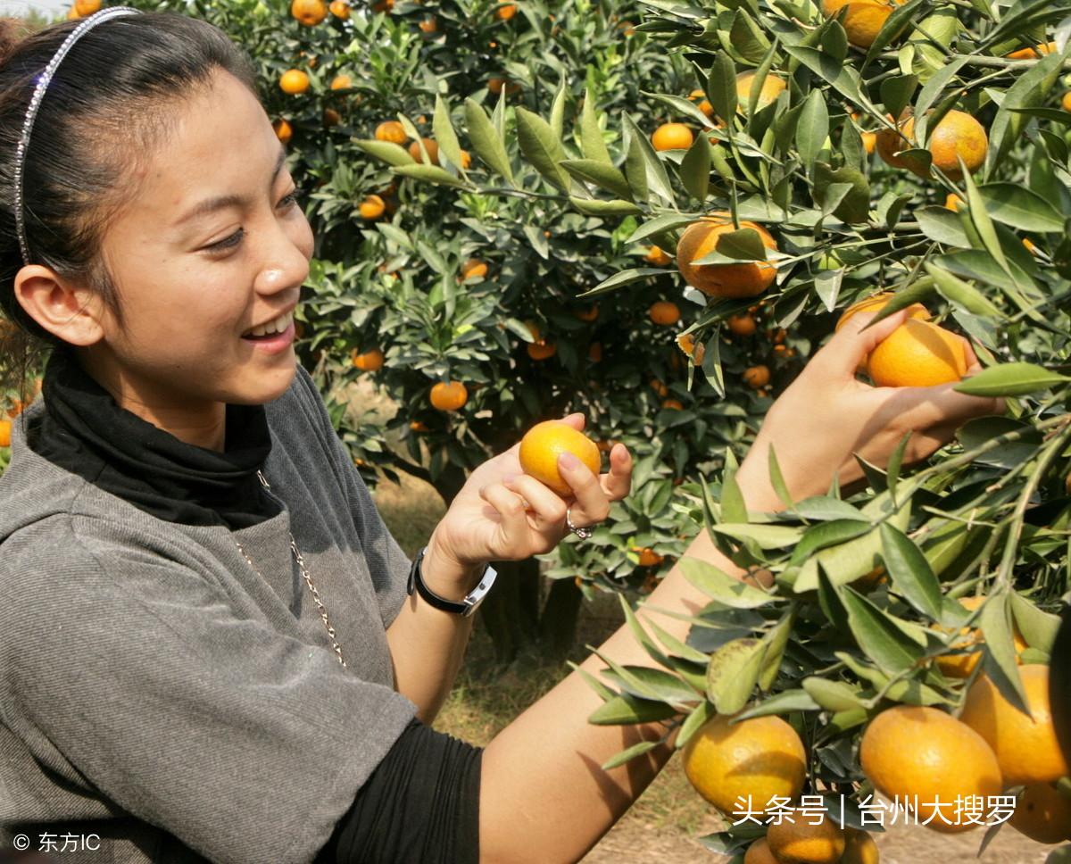 臺(tái)州柑橘種植手藝視頻教程_黃巖是哪個(gè)省