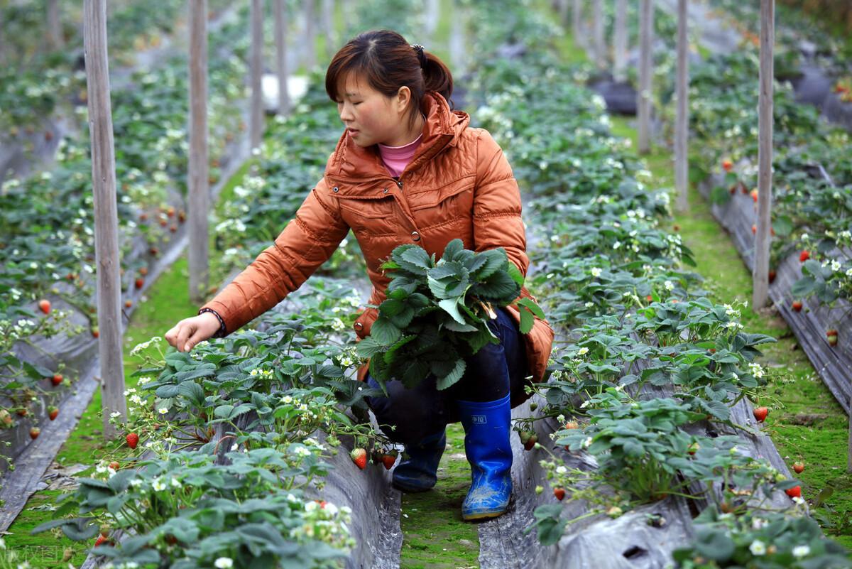 盆栽草莓如何修剪,种植草莓什么时候剪枝最好?