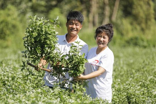 农村荒地上一种草，让80后夫妻5年挣了1千万，啥情况