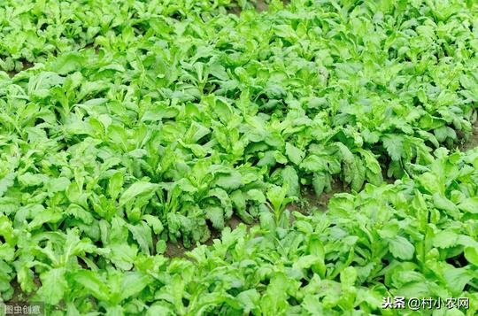 在农村种什么赚钱？种茼蒿是一个不错的选择，高产你要这样种