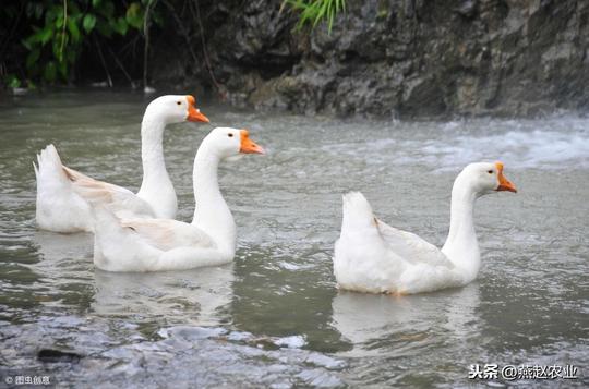 43岁开始创业，怎么靠500亩沙荒地成就一个致富梦？