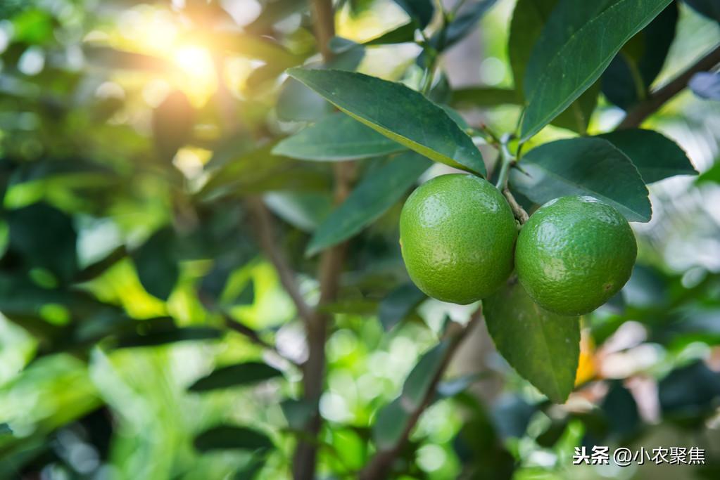 柑橘無(wú)病蟲(chóng)害種植辦法_柑橘幼苗帶潰瘍好治嗎