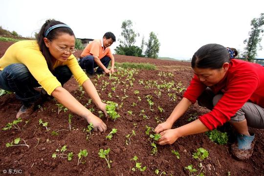 90后安微小哥荒地种植，每亩产3000斤，50元1斤，年利润50万以上