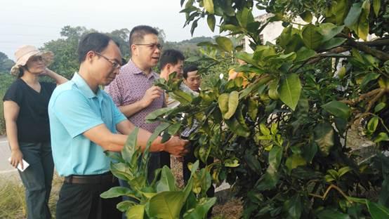 農科院柑橘種植手藝規程_農村種辣椒能夠掙到錢(qián)嗎