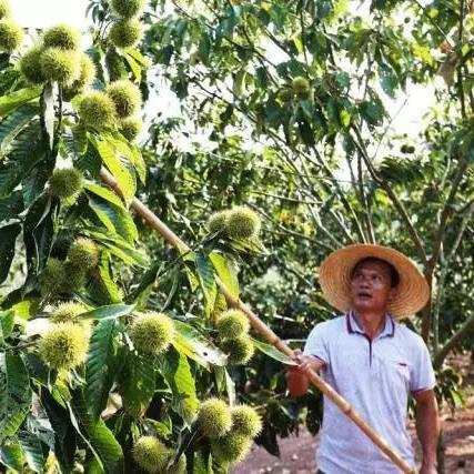 长沙是农村还是城市？