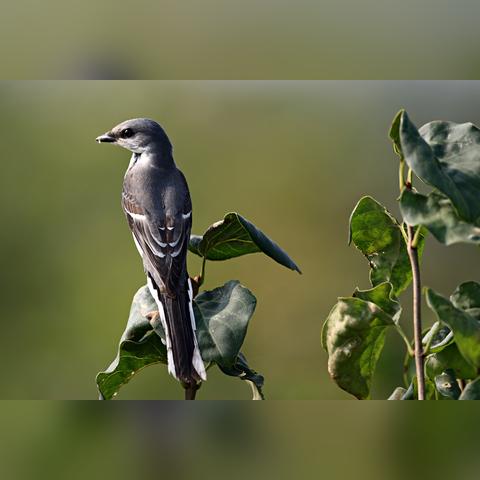 石家庄市华东还的长尾关键词有哪些