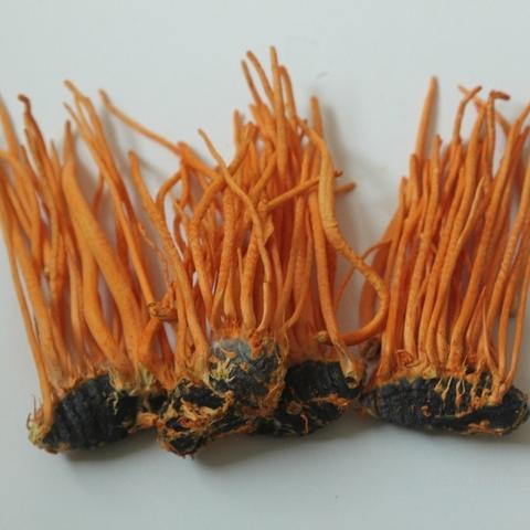 大连蛹虫草的长尾关键词有什么