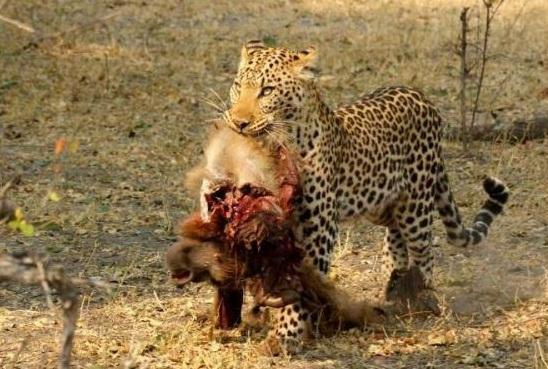 猎豹吃什么美食（为什么狮子要杀死猎豹幼崽却不吃掉）