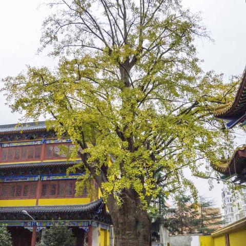 上海都有哪些街道名字