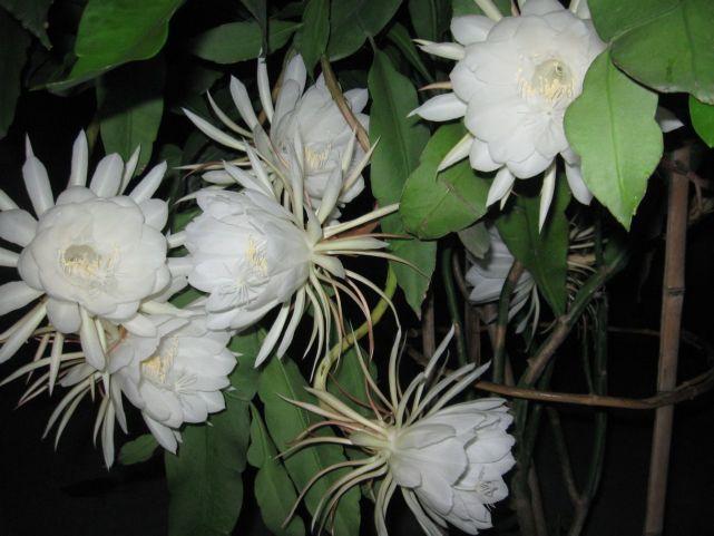 昙花盆栽施肥,昙花叶子化水?