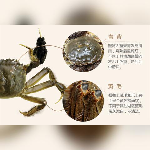 西安大闸蟹批发货源电话的长尾关键词有哪些