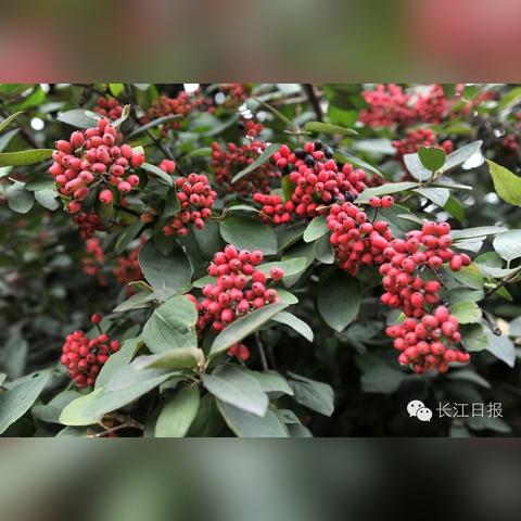 红果到武汉的相关长尾关键词有哪些