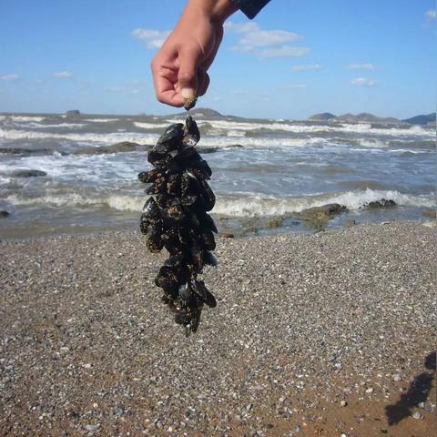 大连贝类养殖的相关长尾关键词有哪些