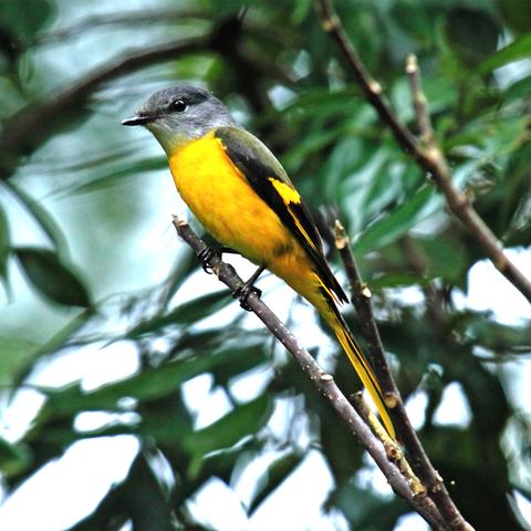 福建落叶的相关长尾关键词有哪些