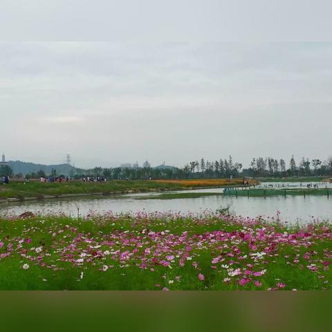 杭州市哪个山有花海景色