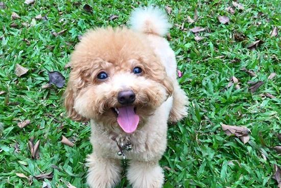 梦境解析，为何会梦到被小狗咬？