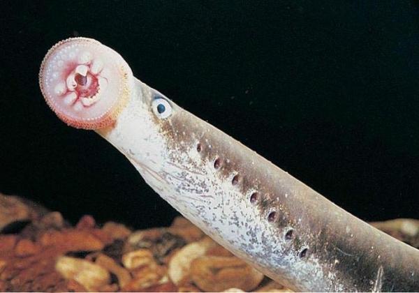 做梦老梦见鱼是什么意思,探索梦境中的神秘水域 做梦老梦见鱼是什么意思,探索梦境中的神秘水域