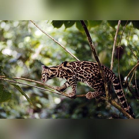 青蛙做什么最快乐填空的长尾关键词是什么