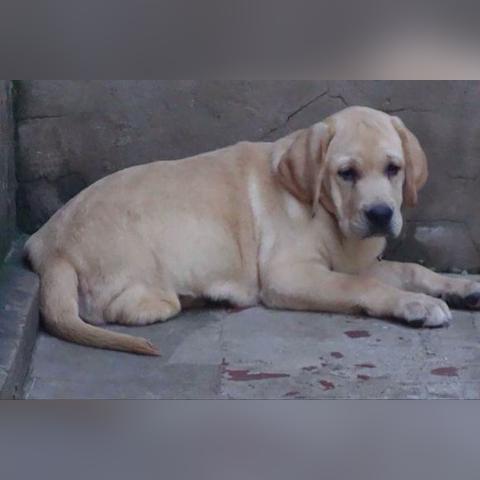 深圳狗狗生日餐厅相关长尾关键词有哪些