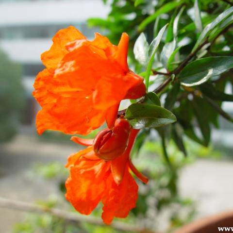 西安市市花是什么？