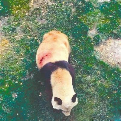 兰州野生动物园啥时候直播？