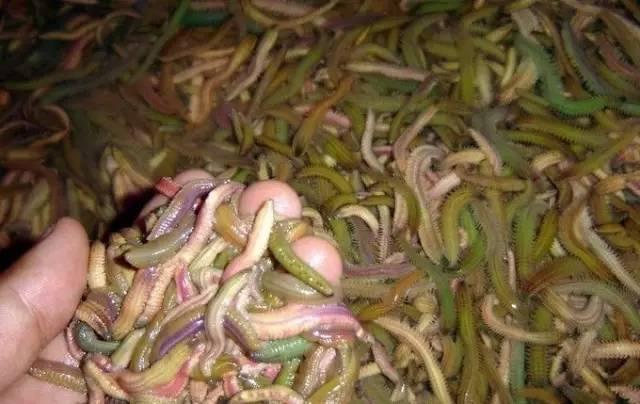 禾虫有什么美食（珠海美食排行榜前十名）