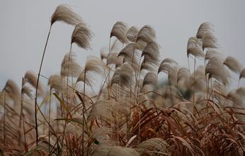 晴雨交替两匆匆打一生肖动物，答案诠释解释落实
