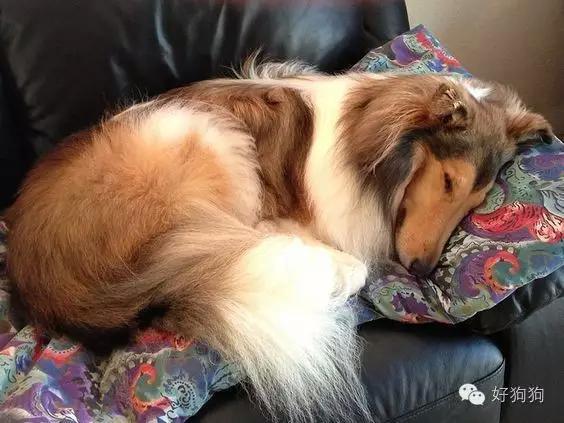 梦见小狗快死了,梦境背后的深层含义与心理解析 梦见小狗快死了,梦境背后的深层含义与心理解析