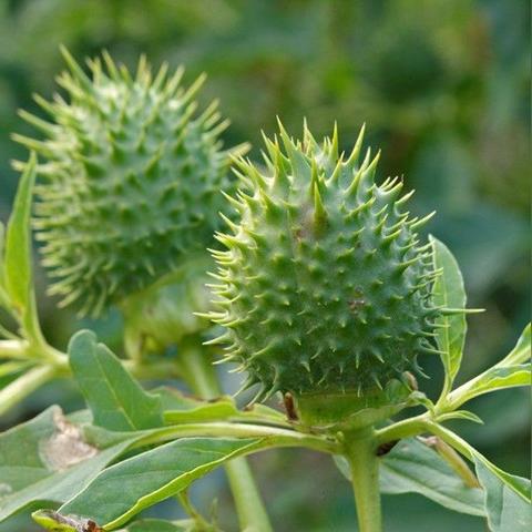 福建有哪个佛教大学