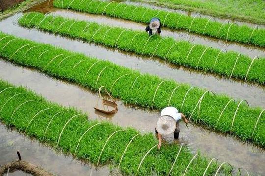 划重点!2020年种什么能赚钱?农业农村部划出的这24个要点供参考