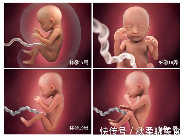 探秘胎儿40周发育全过程