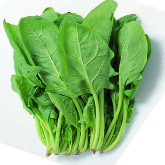 新鲜蔬菜农家产品菠菜新鲜配送