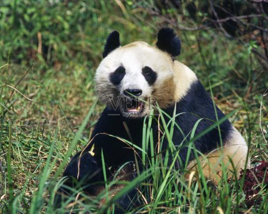 可爱的熊猫白色公园大熊猫竹自然动物东亚文化无人亚洲中国