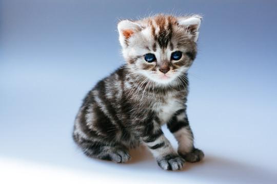 宠物猫奶猫白背景高清素材--汇图网huitu.com