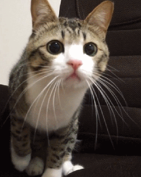 壁纸动物猫猫咪小猫桌面286_360竖版竖屏手机gif动态图动