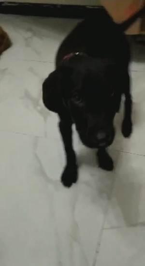 拉布拉多活体狗狗