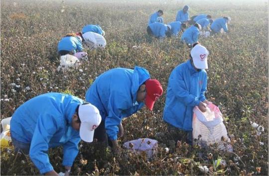 捡棉花、下煤窑、当麦客，在农村，你们身边的赚钱方式有哪些?