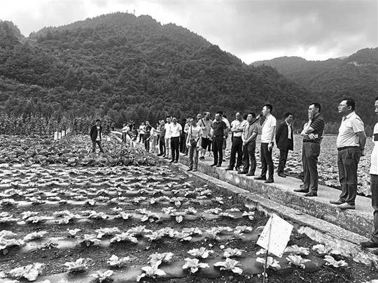 全市高山蔬菜产业扶贫推进会与会人员参观黑草坝高山蔬菜基地.