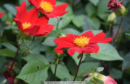 大丽花鲜花花卉花语花艺观赏花朵花瓣红色鲜花摄影