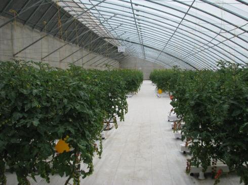 现代蔬菜种植温室农业