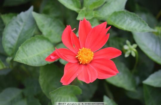 大丽花鲜花花卉花语花艺观赏花朵花瓣红色鲜花摄影