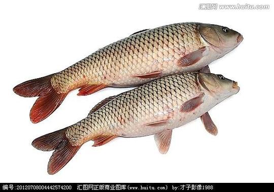 >创意淡水鱼特写素材营养蛋白质近景食物鱼类鲫鱼黄河鲤鱼搜索